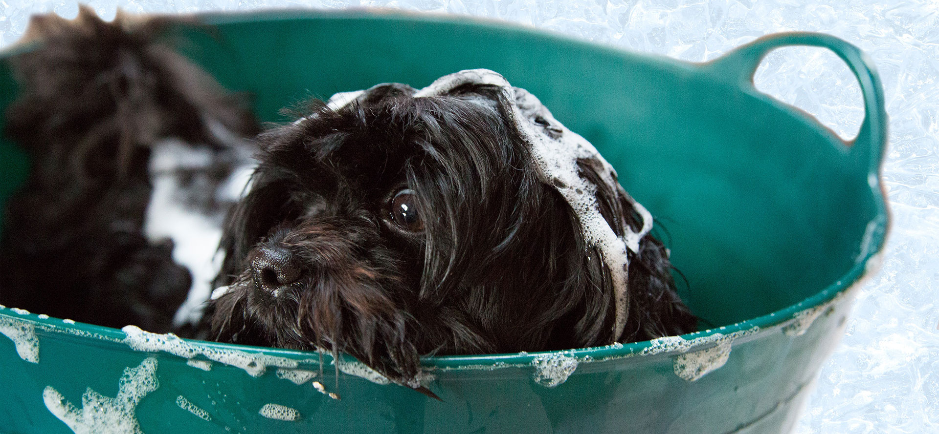 Dog in foam on bathtub.