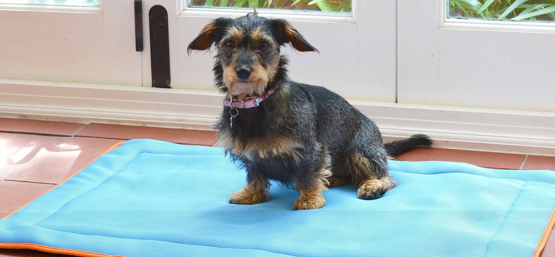 Dog on cooling mat.