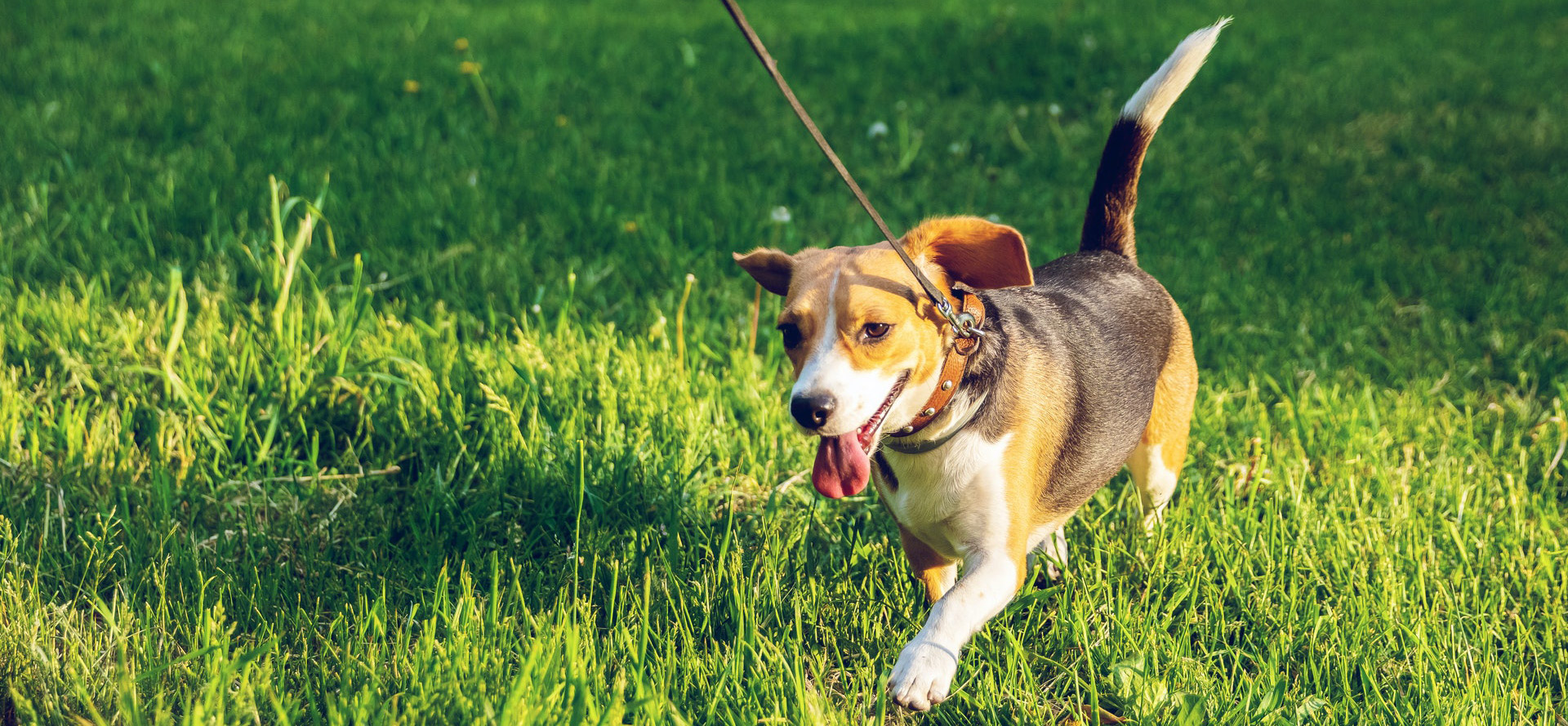 Dog on retractable leash in park.