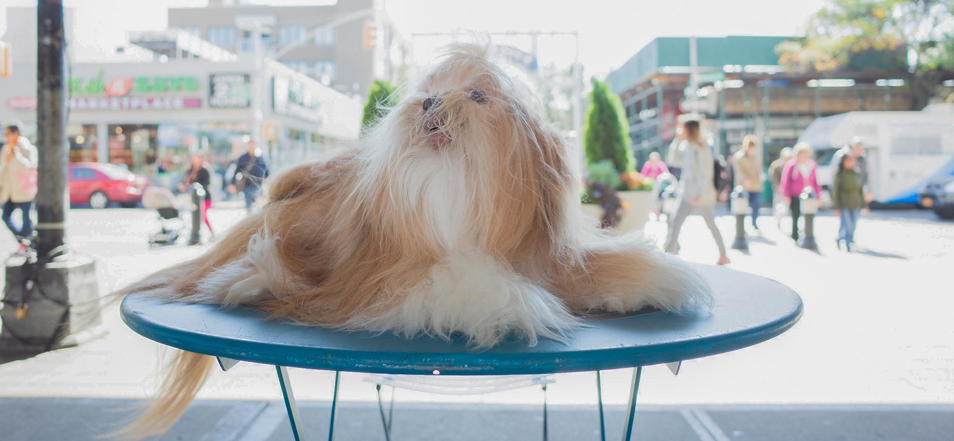 Long haired dog on table.
