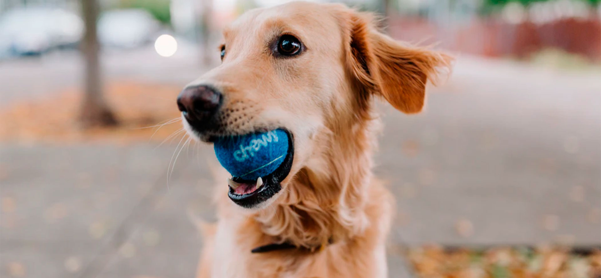 Dog Puzzle Toys.