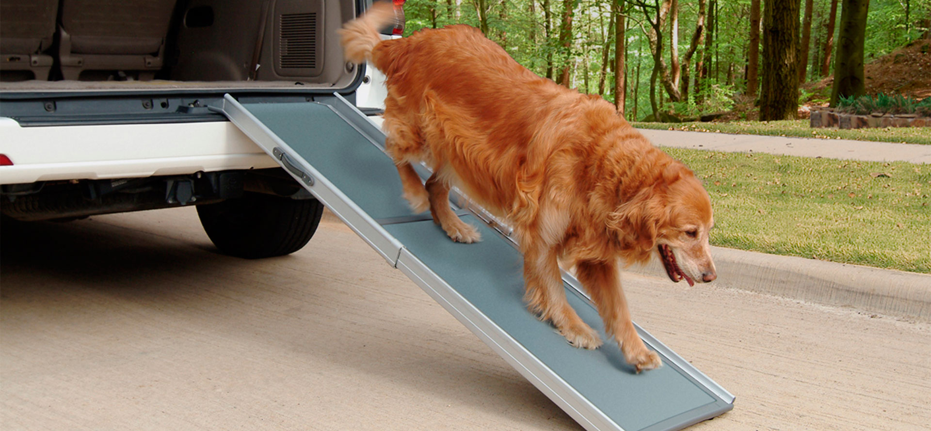 Dog on dog ramp.