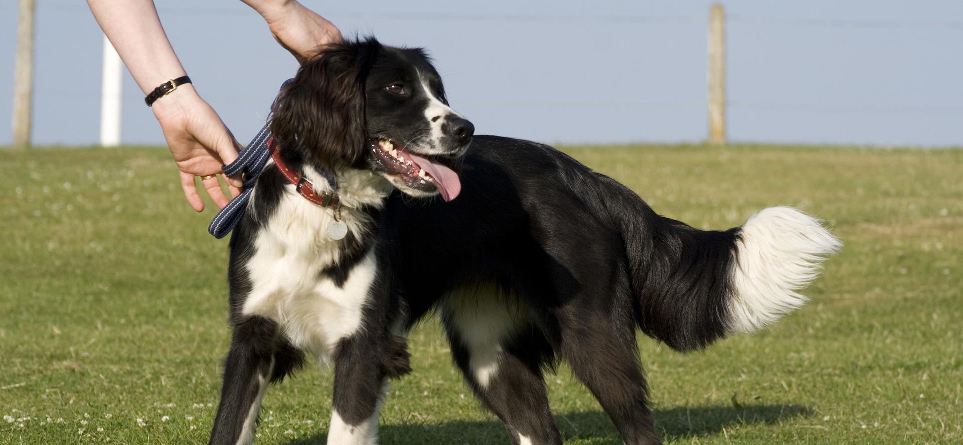 Dog reaction on clicker training.