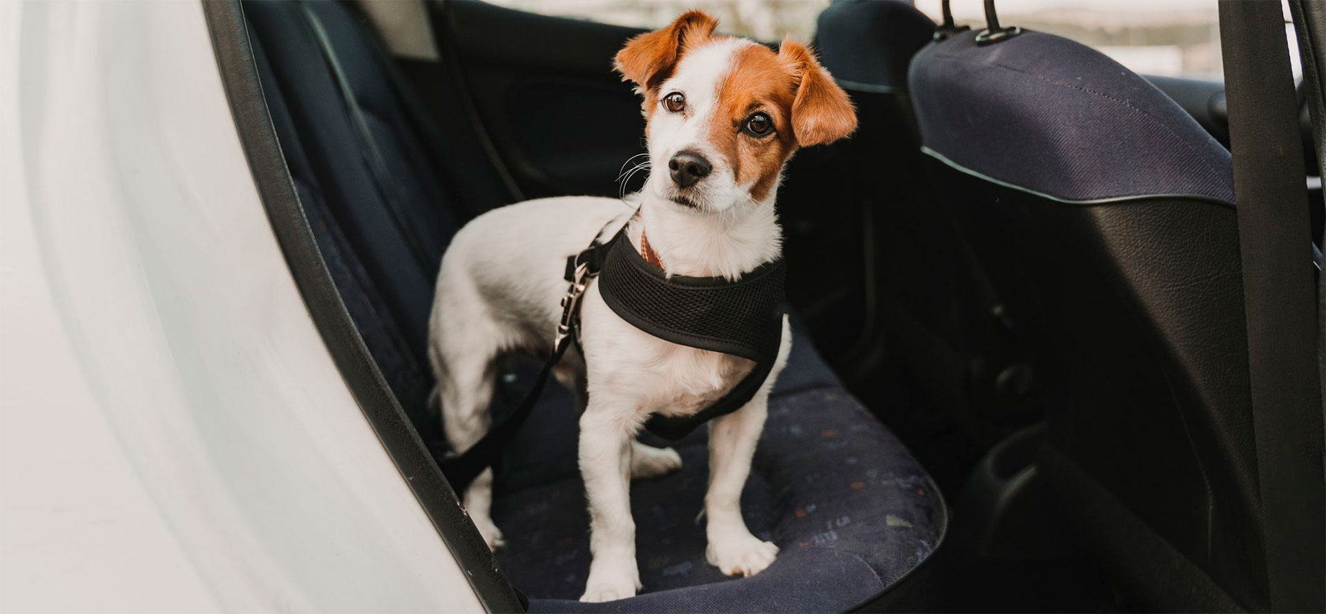 Dog waiting for a seat belt  in a car.