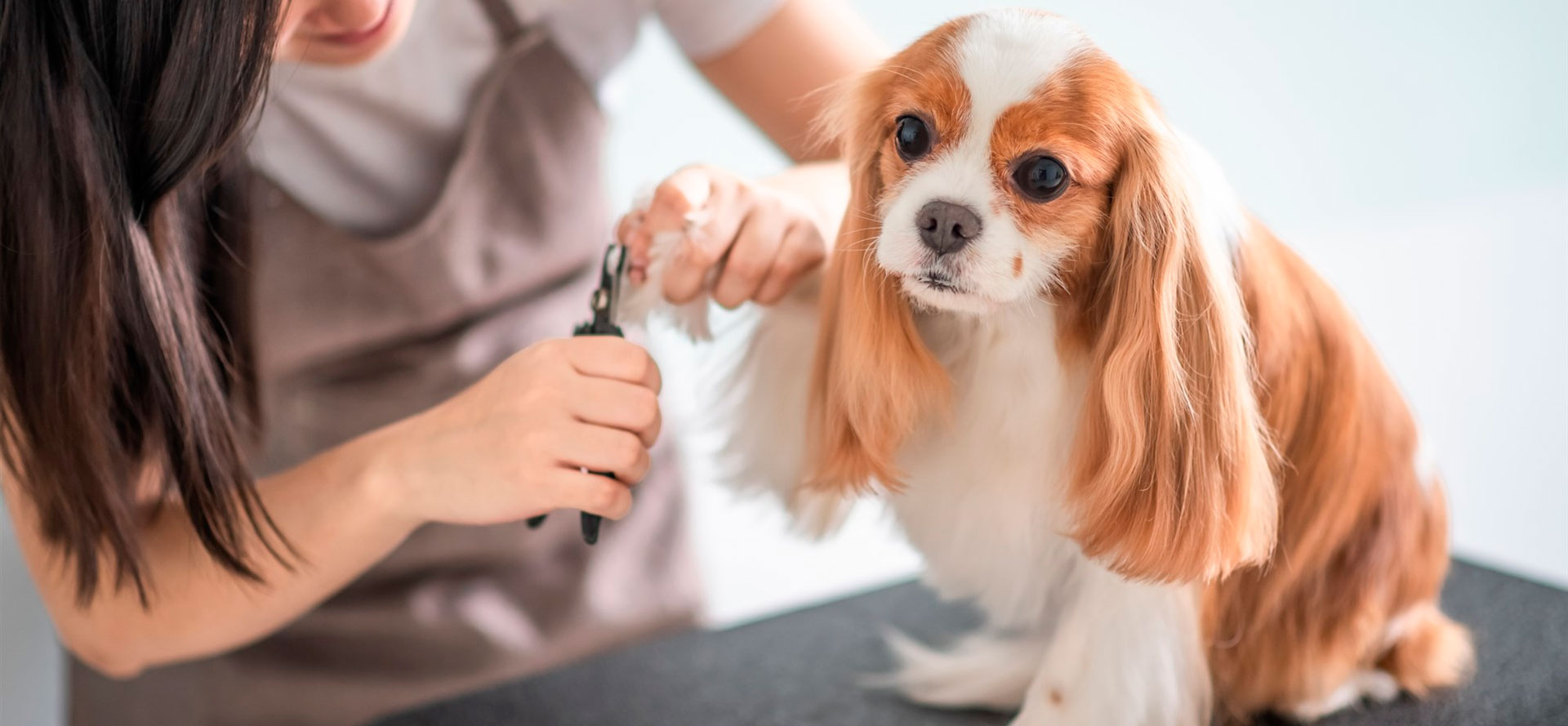 Dog Toenail Clippers.