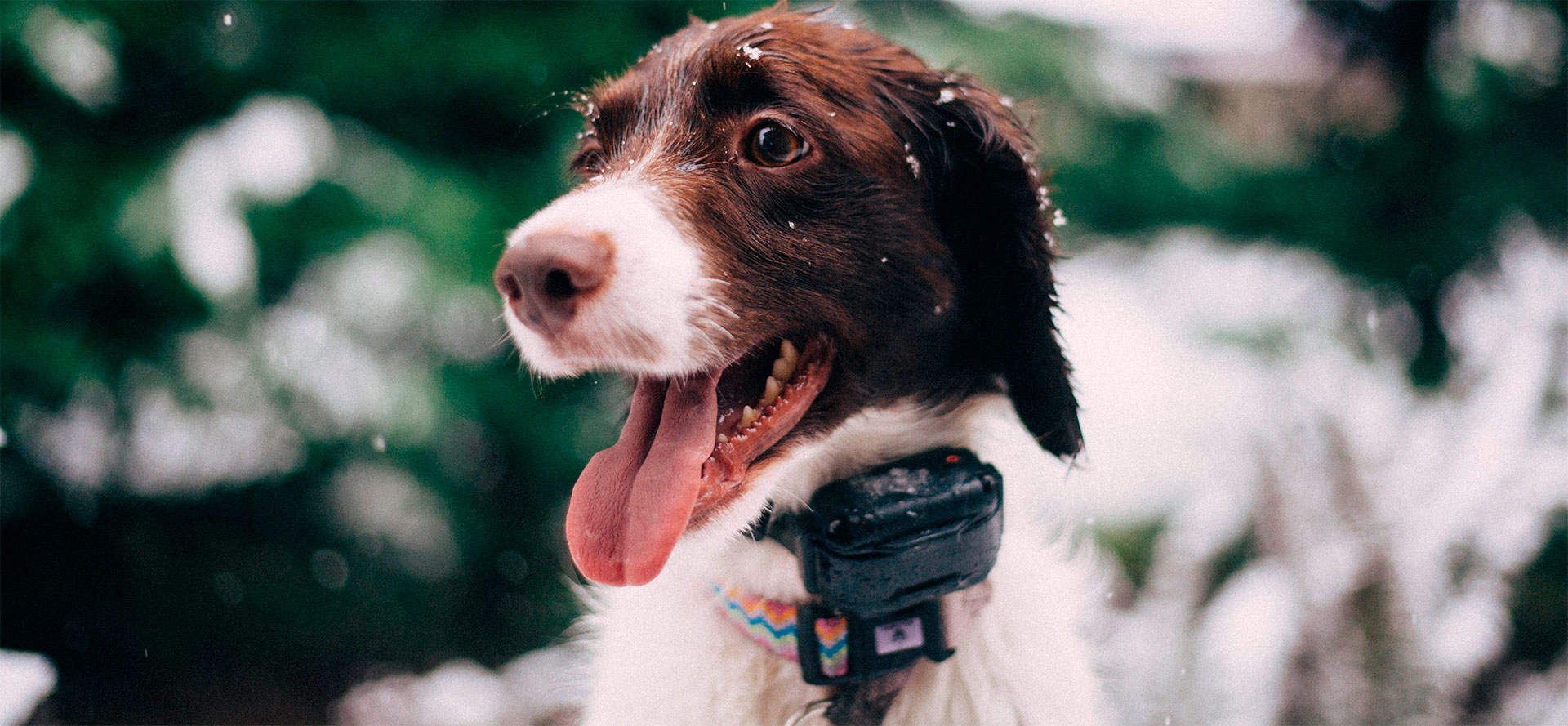 Large dog in training collar.