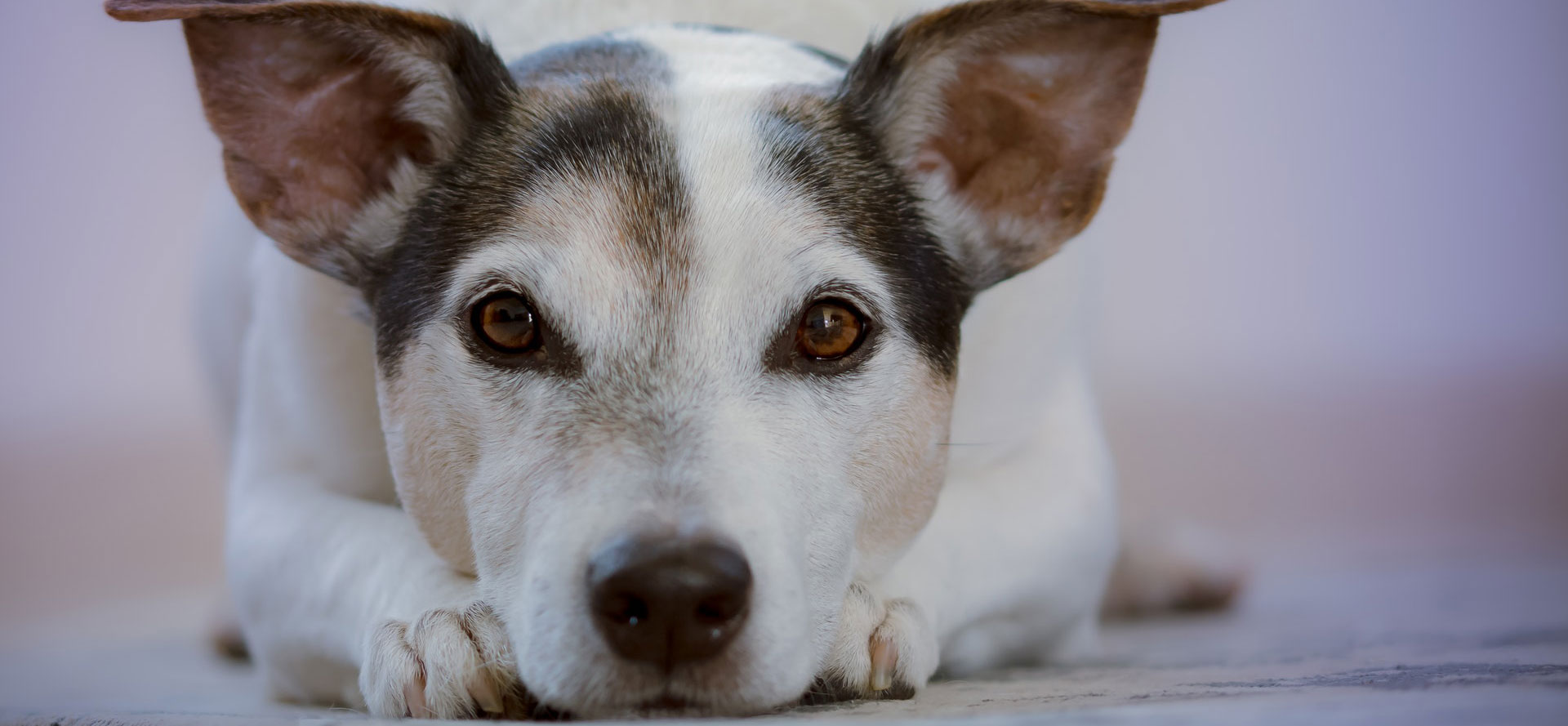 Your dog wants best bark collar