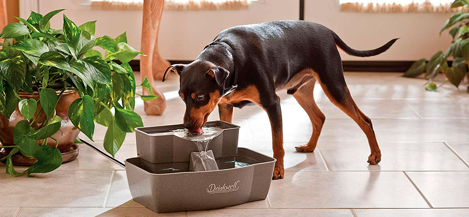 Dog drinks water from water fountain.