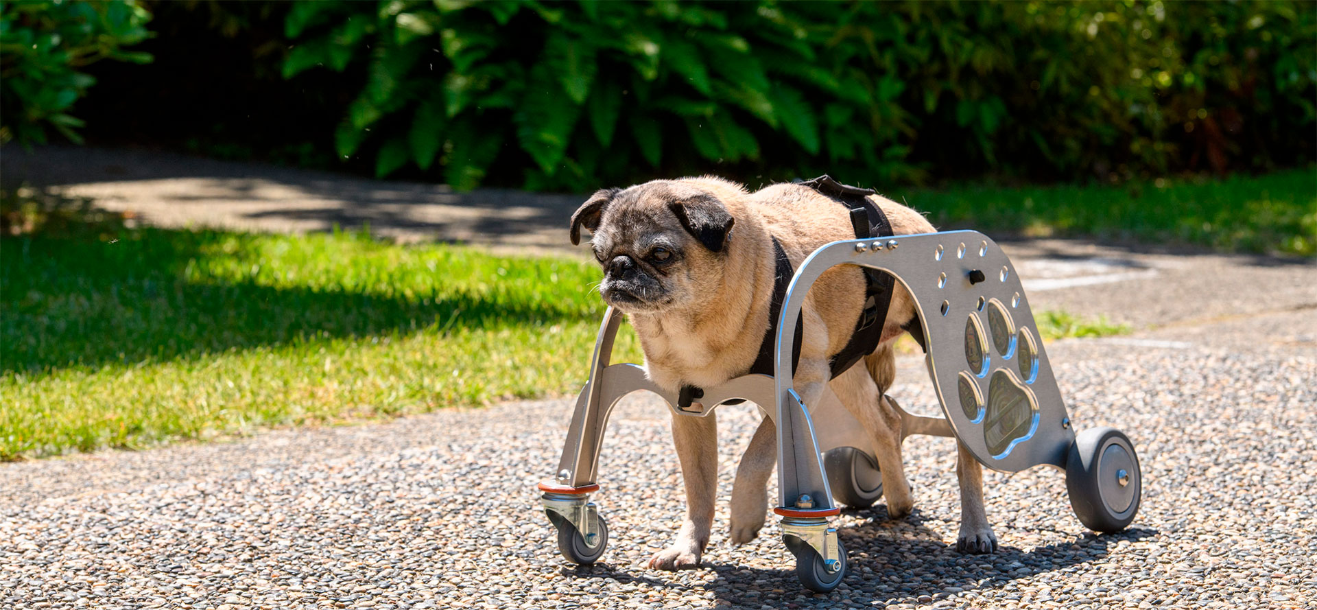 Dog Wheelchairs.