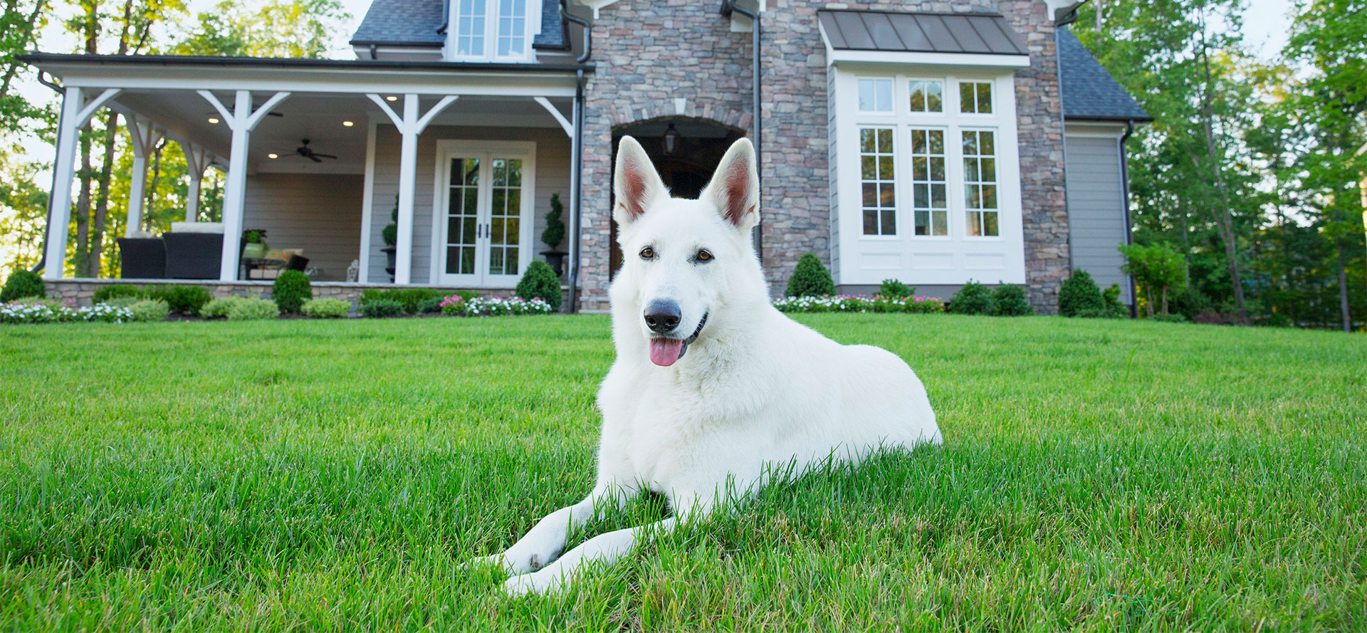 Dog with an Invisible Fence.