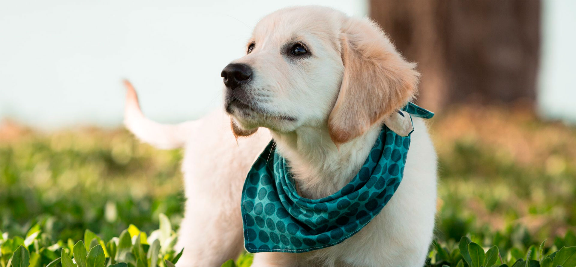 Dog with Beautiful Bandana.