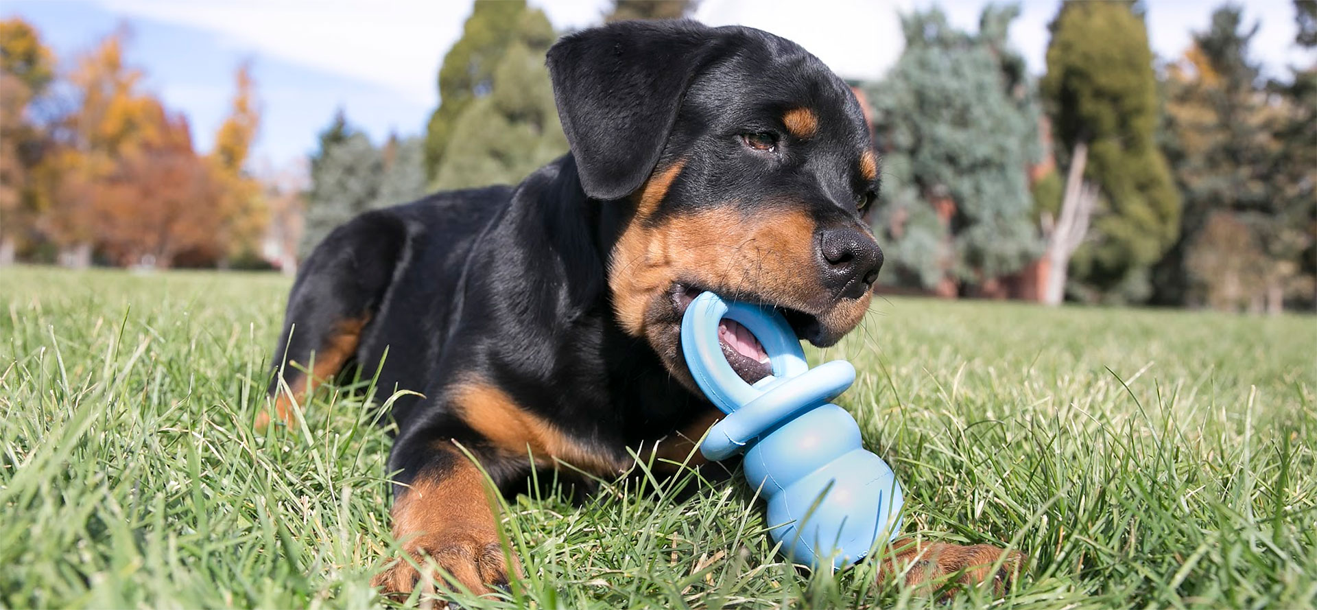 Dog with His Toy.