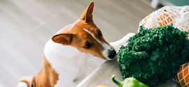 Dog With Lettuce.