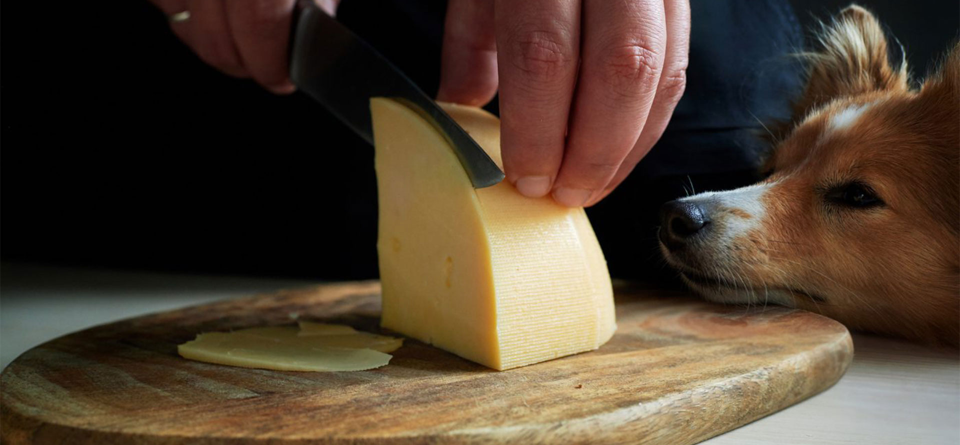 Dogs eat parmesan cheese.