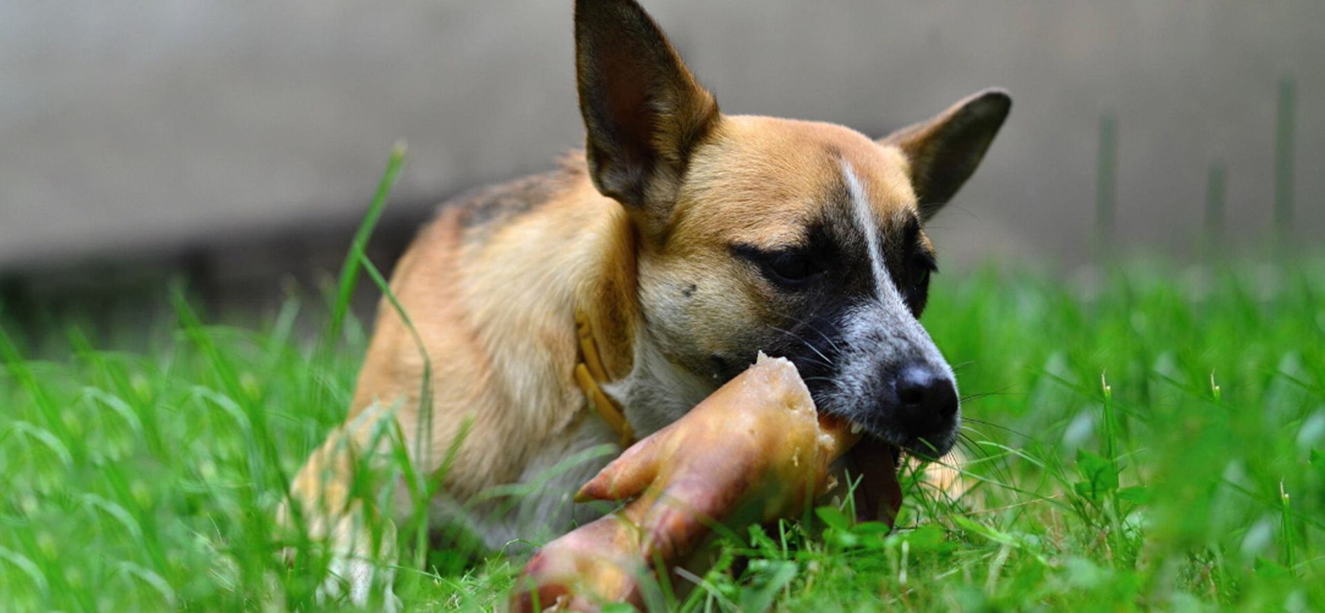 Dog eats pork bones.