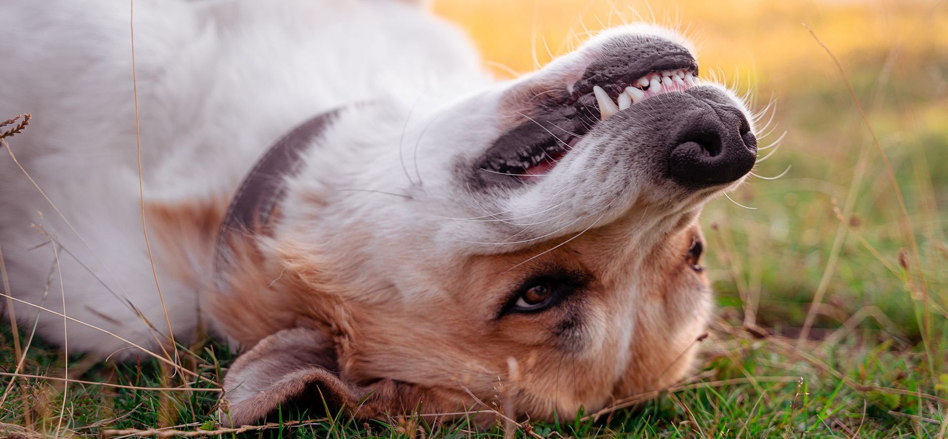 Dogs grind their teeth.