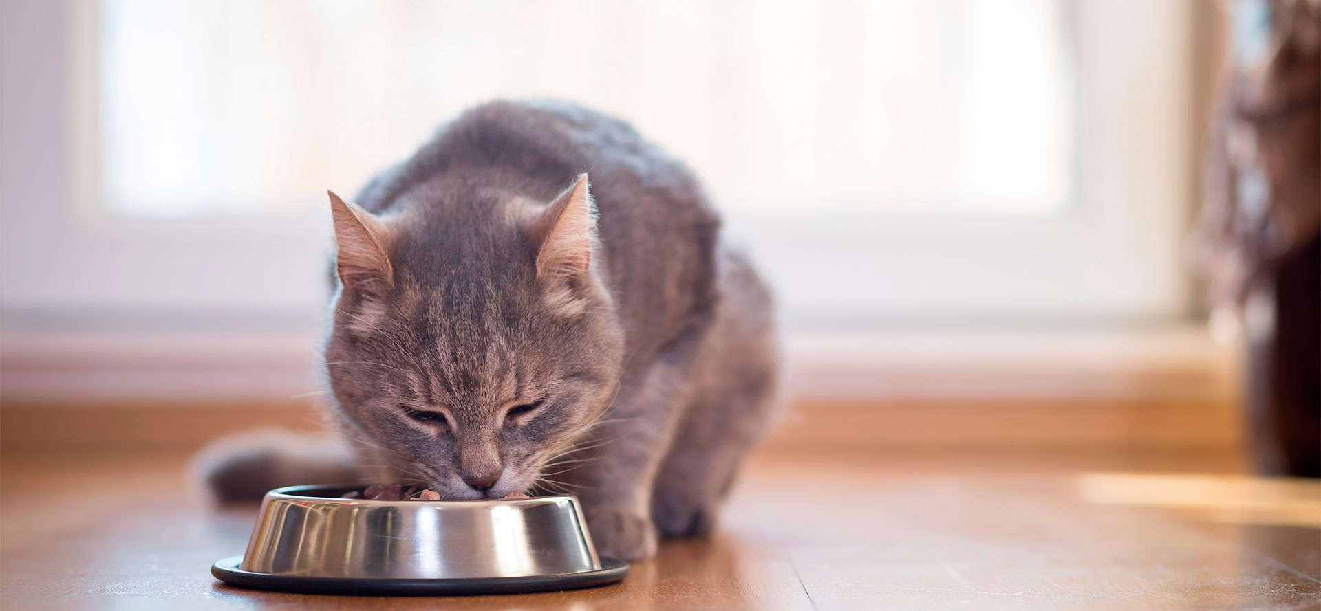 Gray cat eating dry cat food from a bowl.