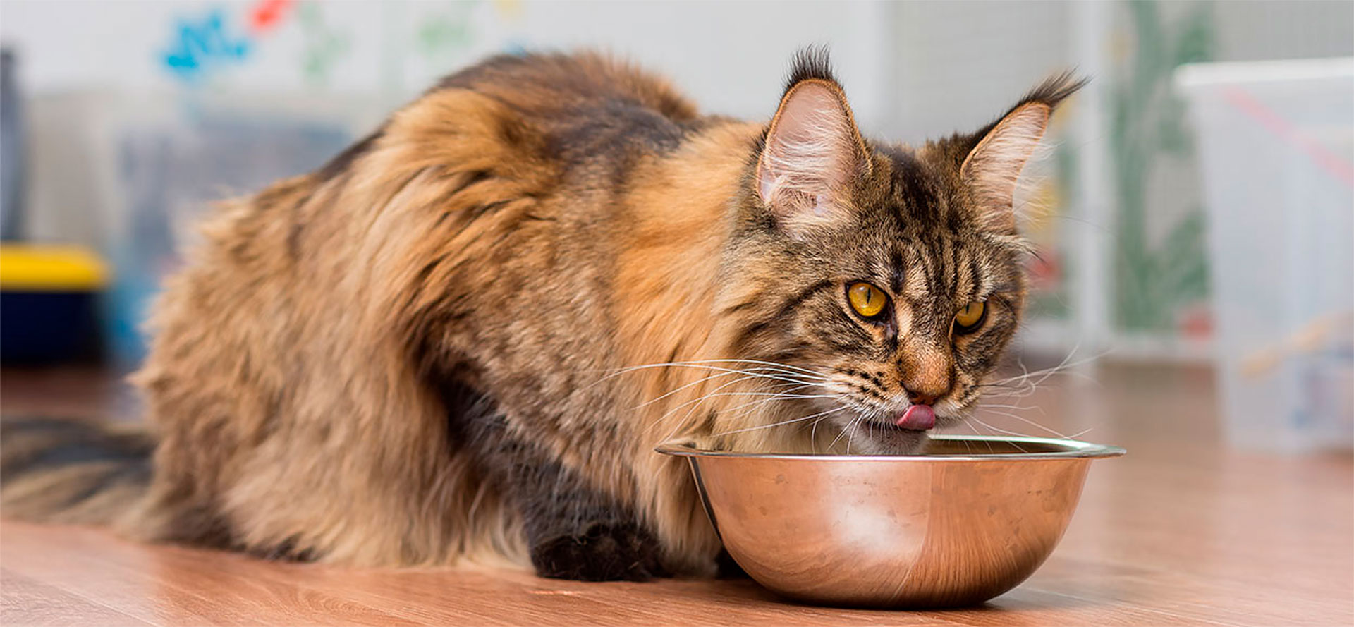 Dry Food for Cats.