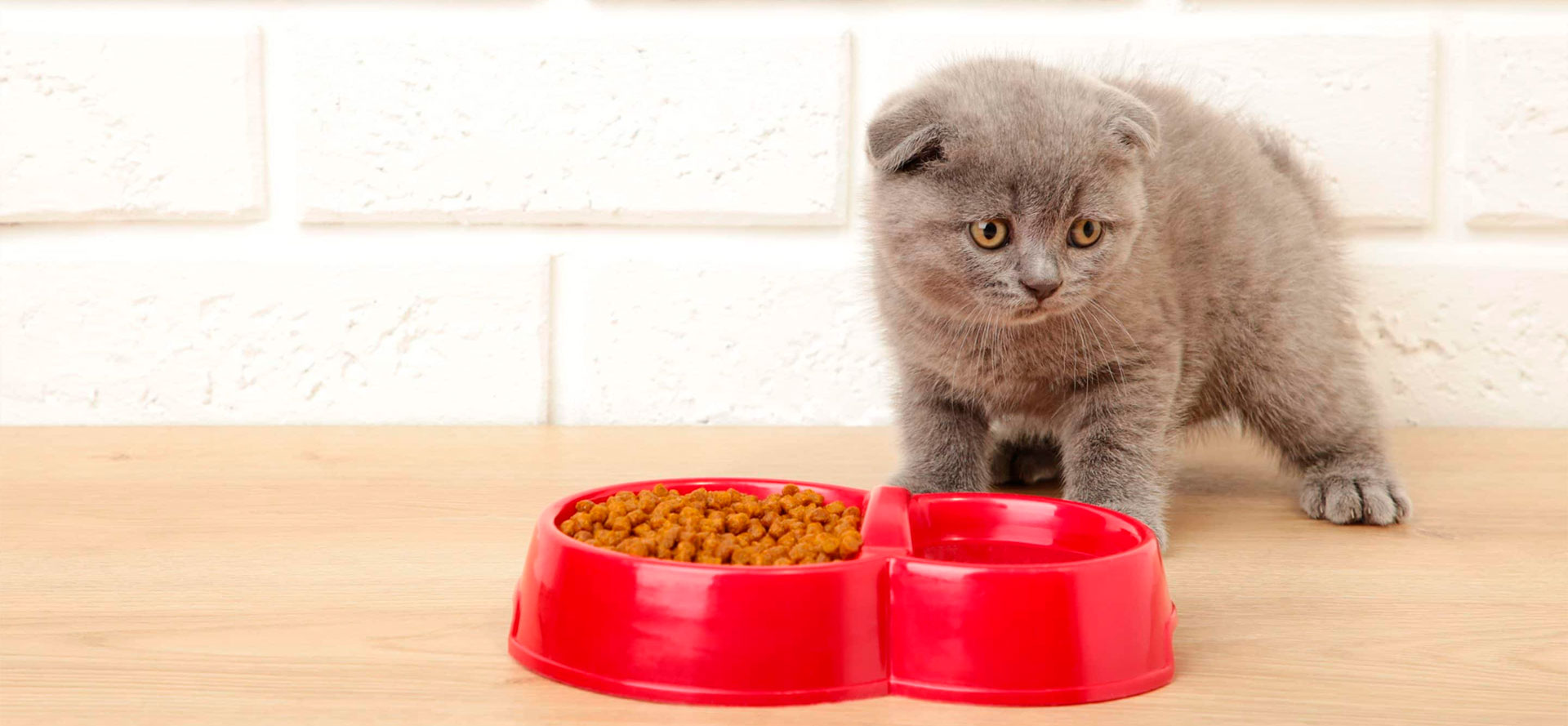 Dry Food for Your Kitten.