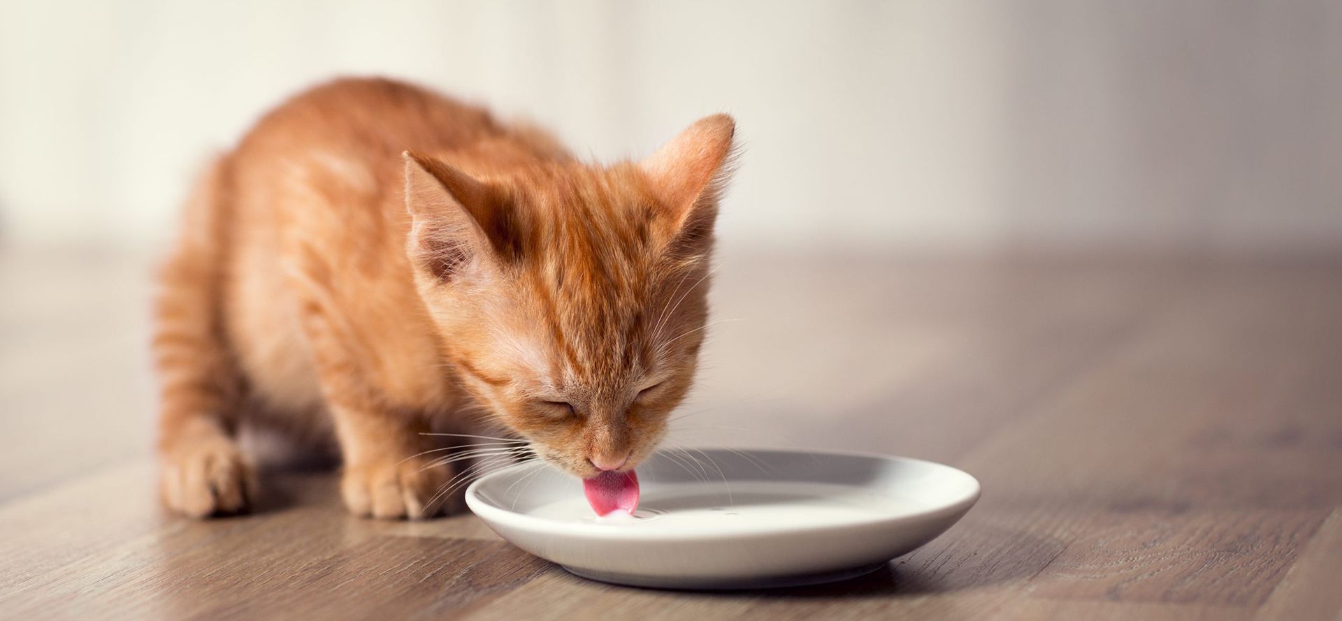 Ginger cat eats from a bowl.