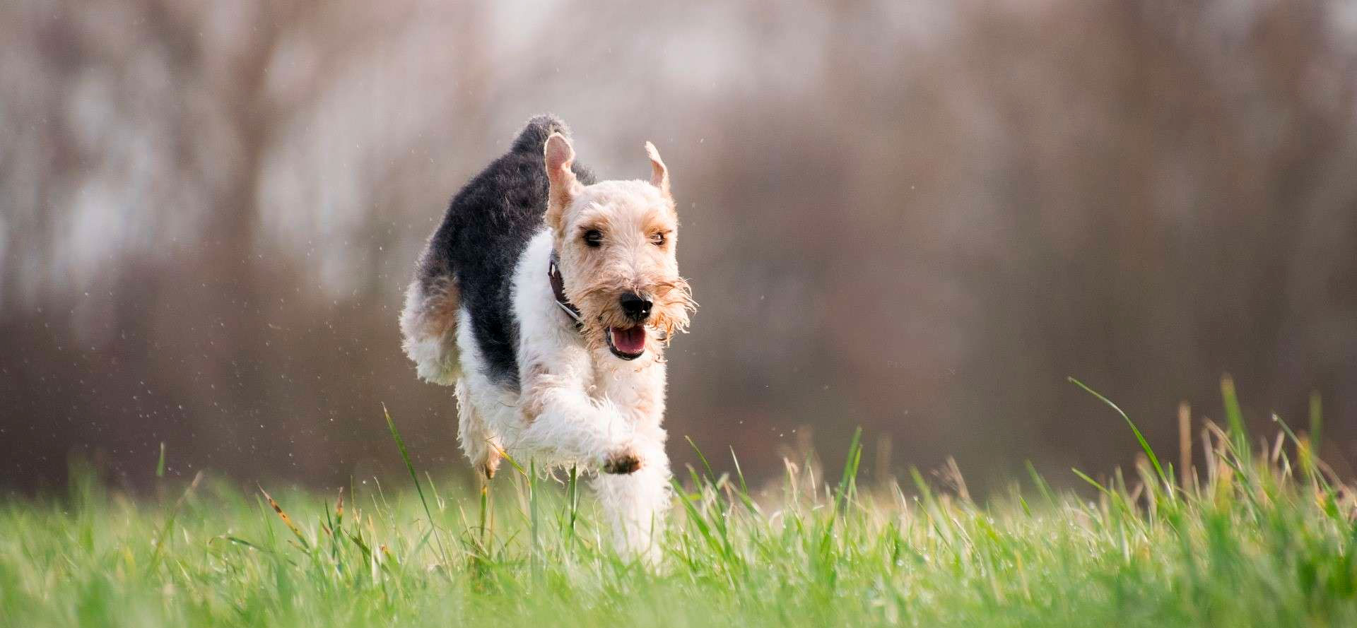 Electric Fence for Dog.