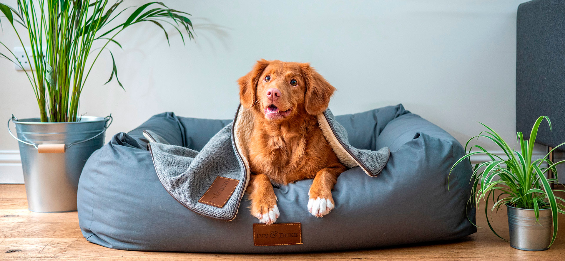 Dog waiting for large dog bed.