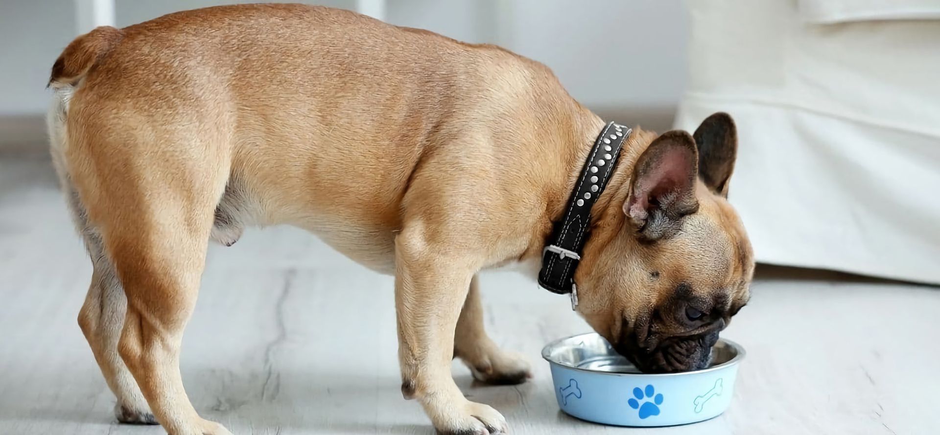 French- bulldog drinking water.