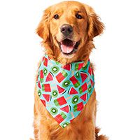 Frisco Fruity Summer Dog & Cat Bandana.