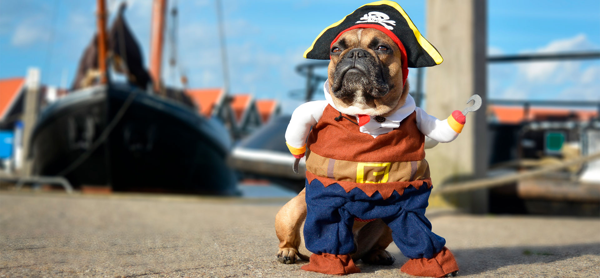 Funniest Dog Halloween Costumes.