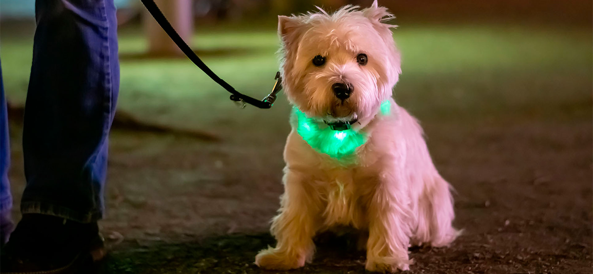 Glowing Collar for Puppies.