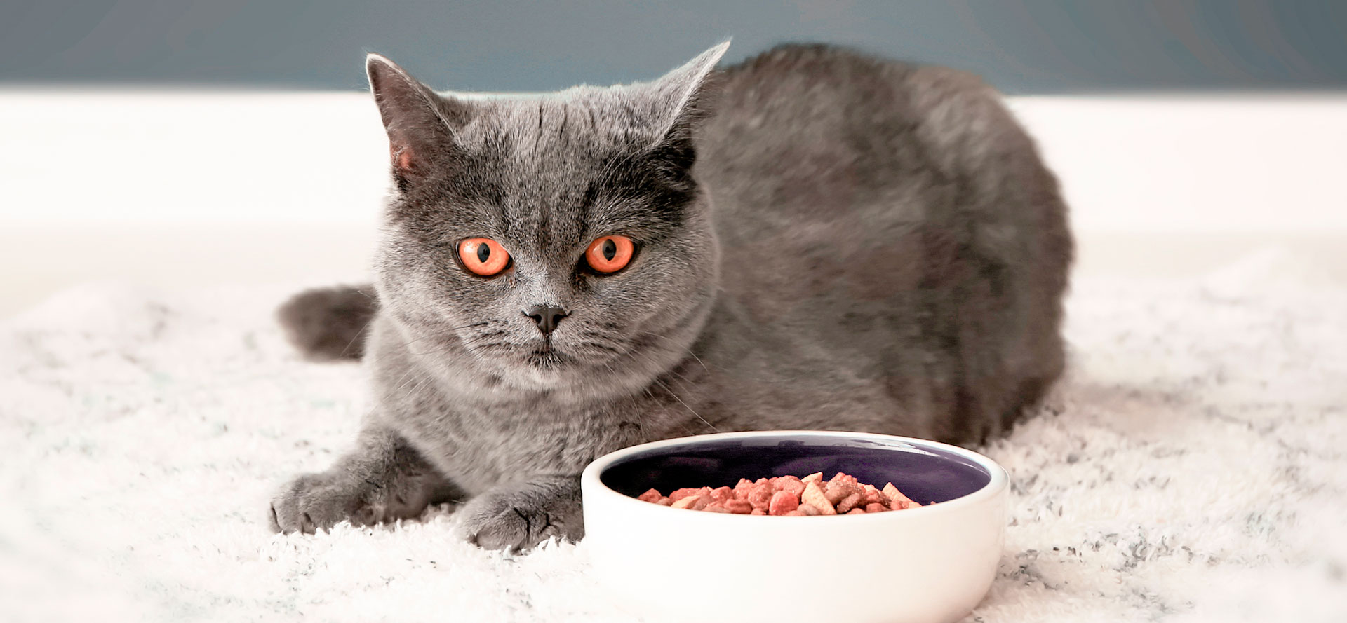 Grey cat and grain-free cat food in a bowl.