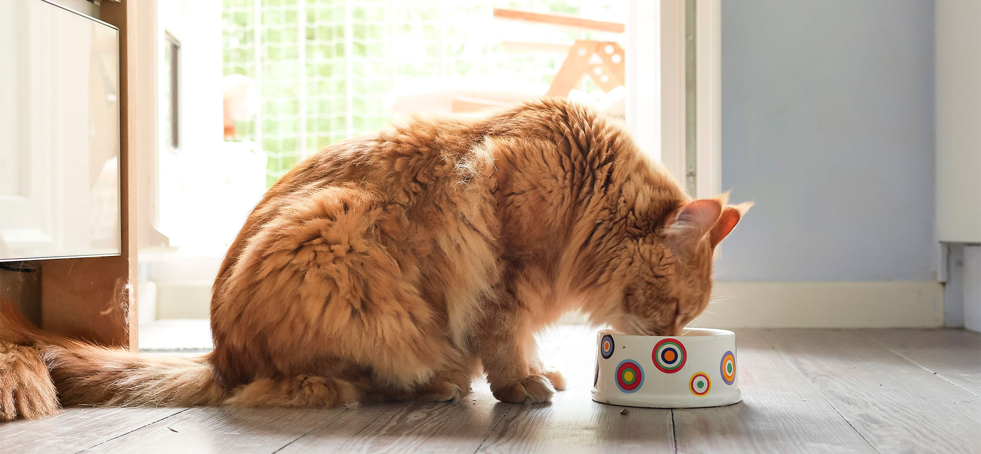 Cat eats grain-free cat food.