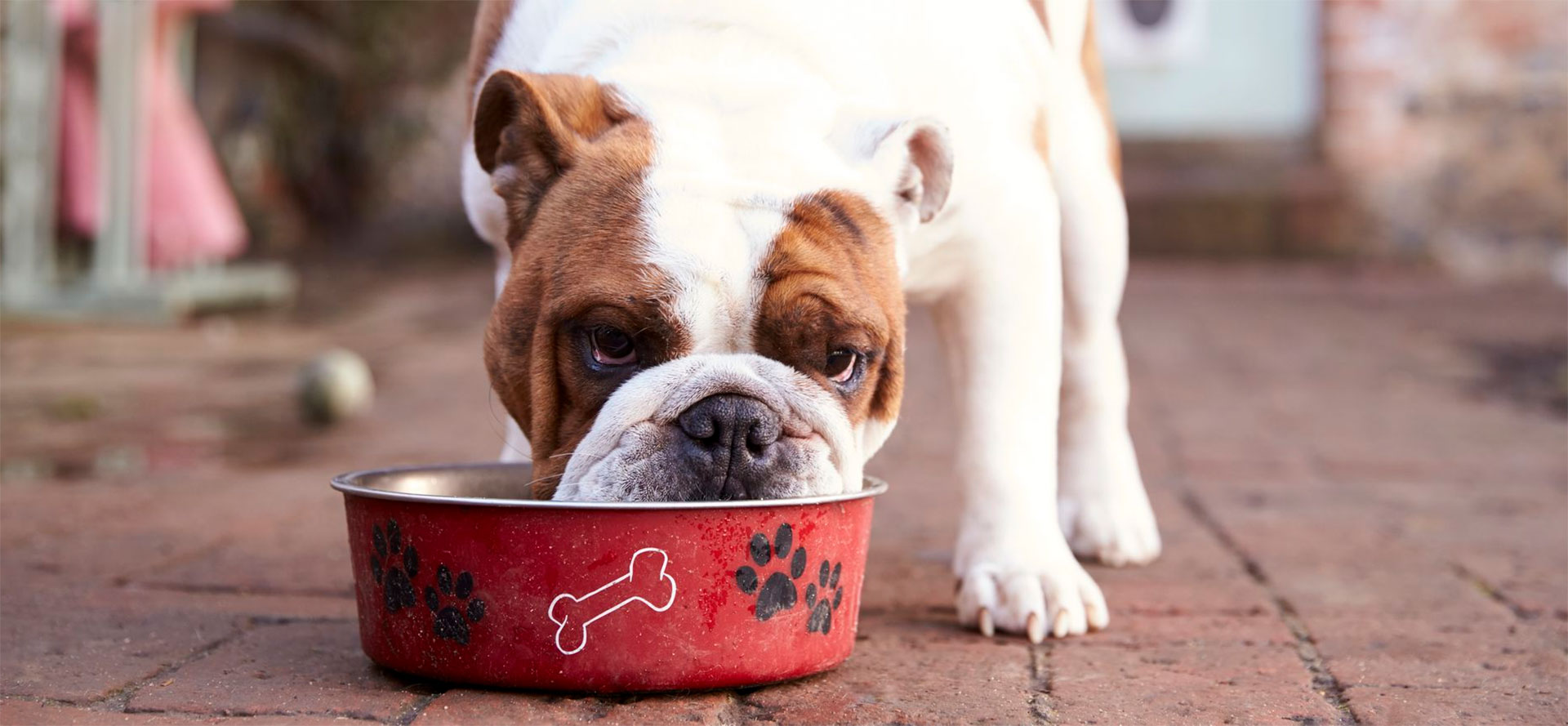 Grain-Free Dog Food.