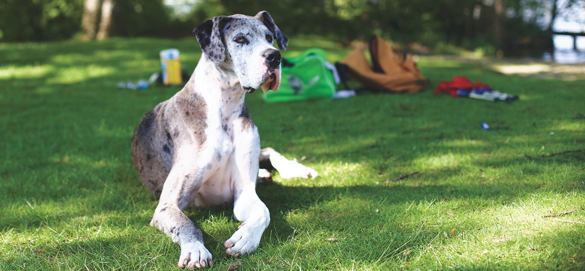 Great Dane dog breed.