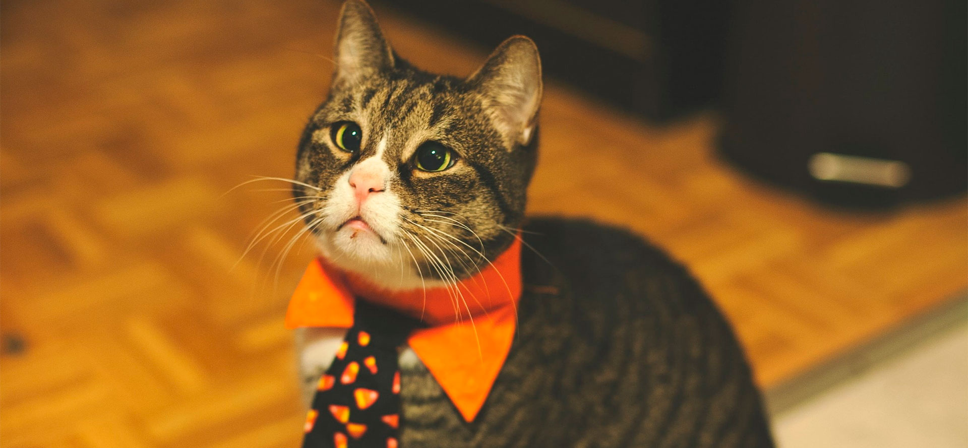Halloween Costumes for Cats.