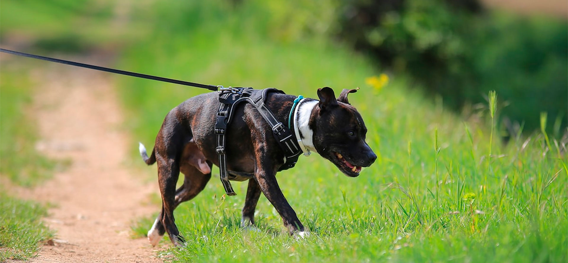 Harnesses for Dog.