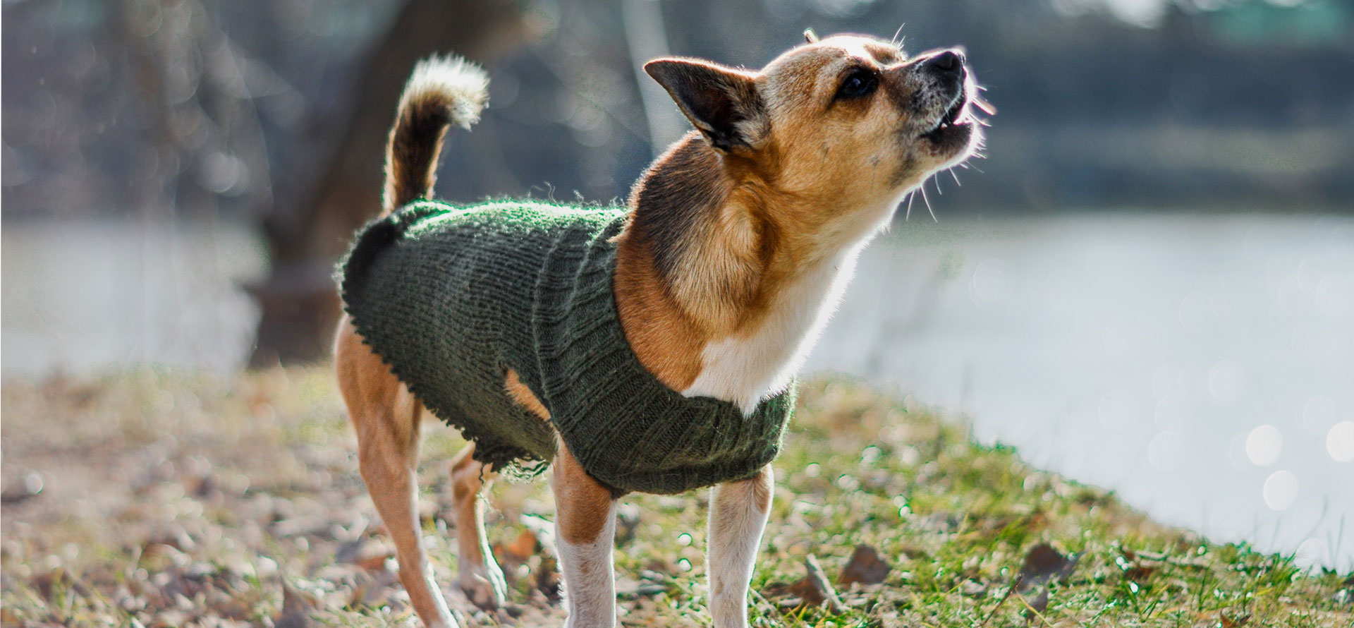 How To Stop a Dog from Barking.