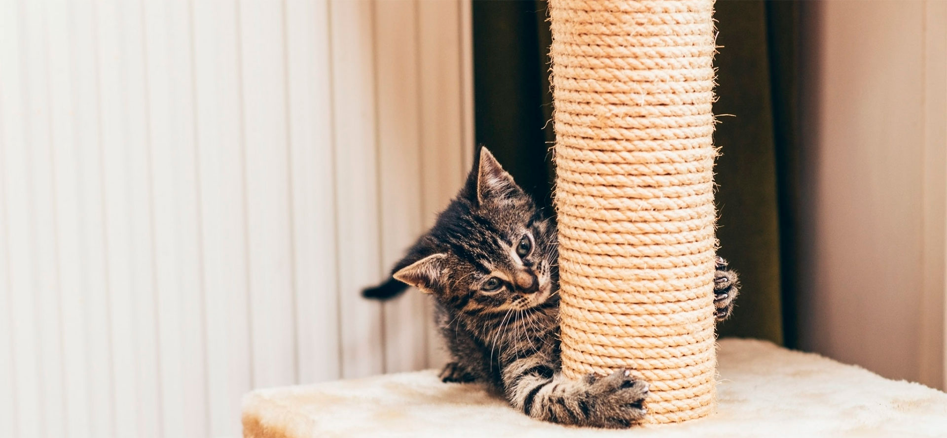 Indoor Cat Scratching Post.