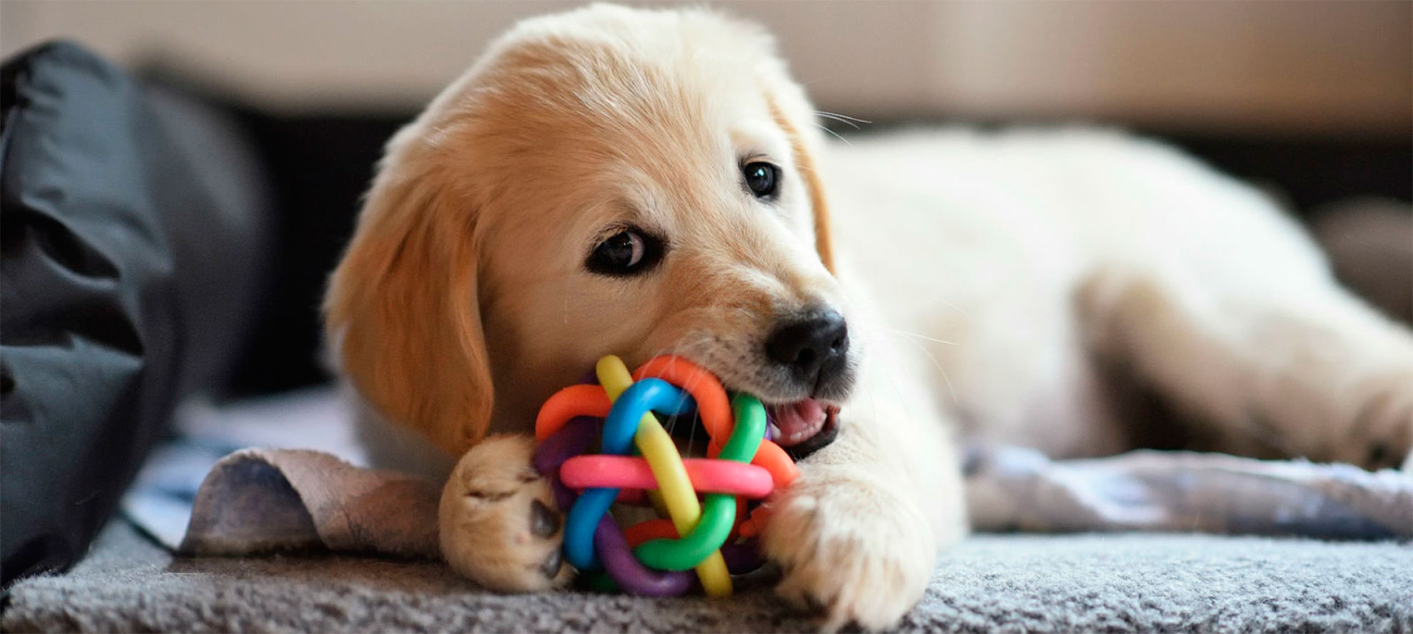 Dog with interactive toy.
