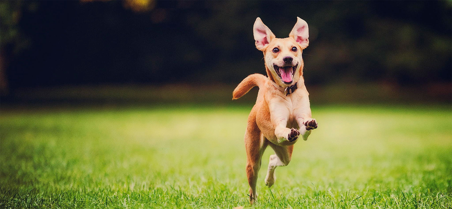 Invisible Dog Fences.