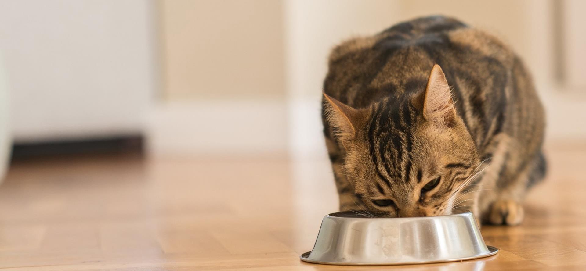 Cat eats from a bowl.