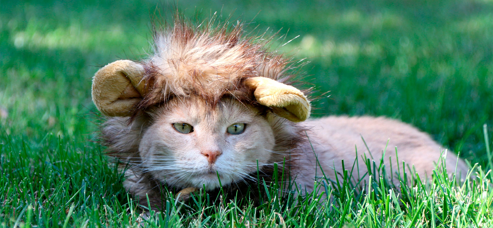 Kitten Halloween Costumes.