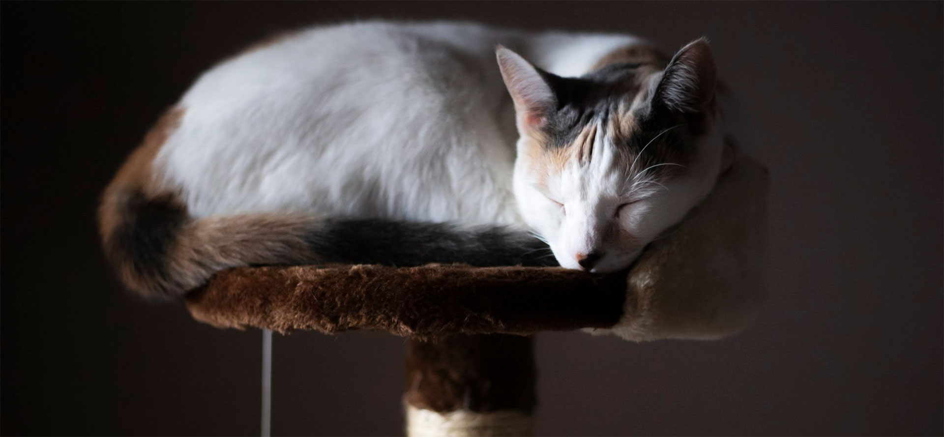 Kitty on the Cat Tree.