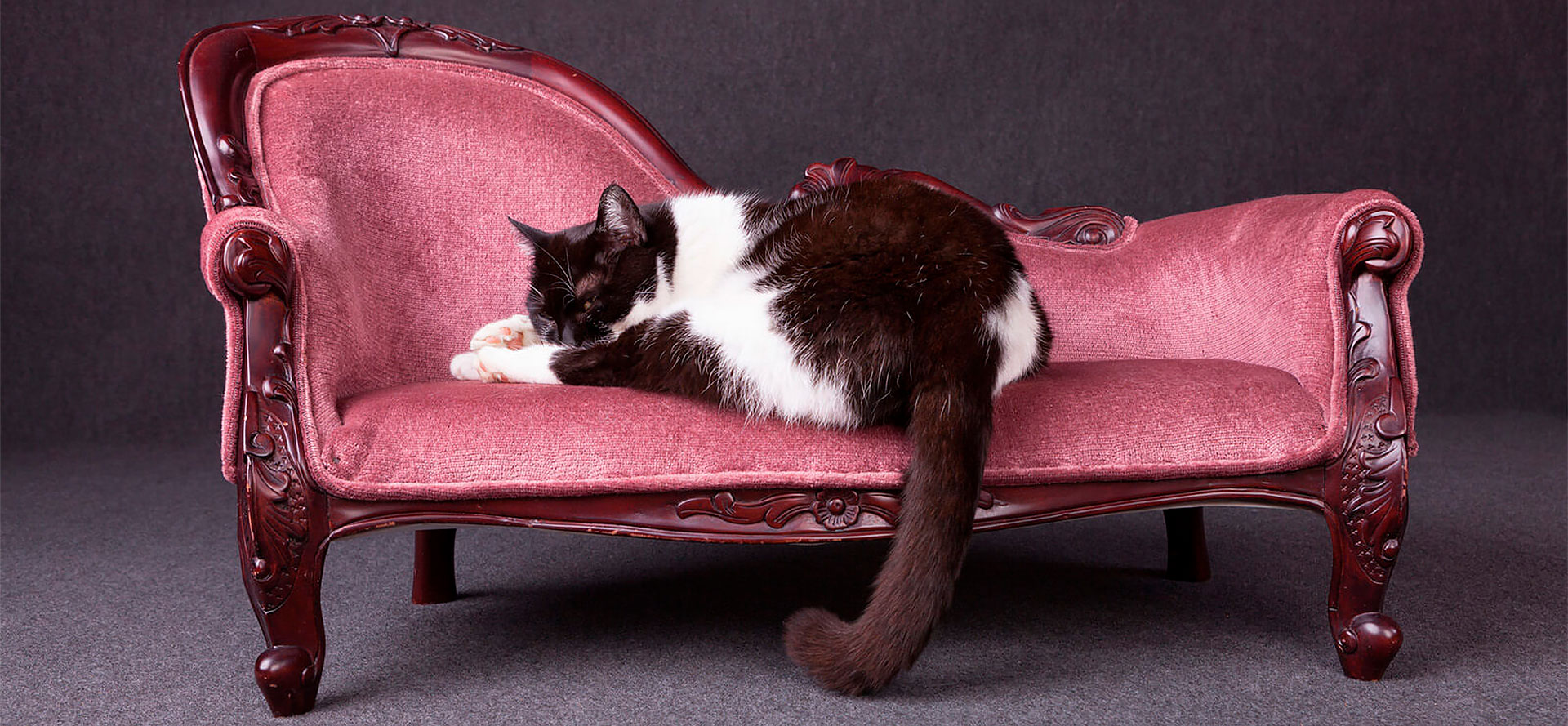 Luxury Cat Bed.