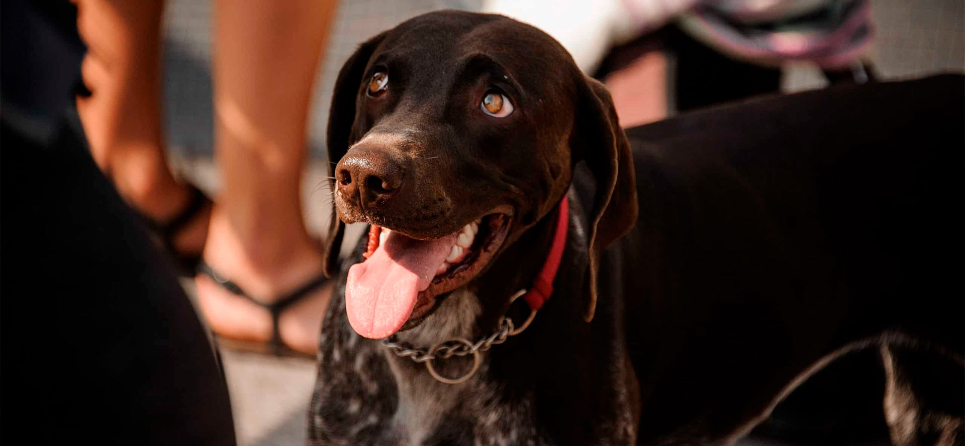 Dog in martingale dog collar.