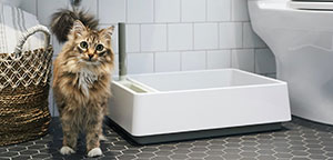 Cat and litter box.