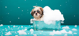 Best Dog Bath Tub.