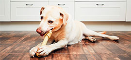 Dog chewing bone.