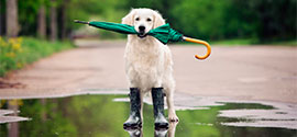 Dog with umbrella in dog boots.