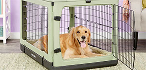 Dog in crate.